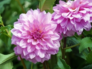 ダリアの花が終わったらどうする？球根を守るための管理法＆来年も咲かせるコツ