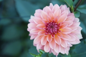 ダリアの植え替え時期はいつ？土選び＆植え替え後のお手入れ完全ガイド！