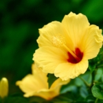 ハイビスカスの黄色の花言葉は？色別の意味とプレゼントのための豆知識