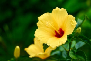 ハイビスカスの黄色の花言葉は？色別の意味とプレゼントのための豆知識